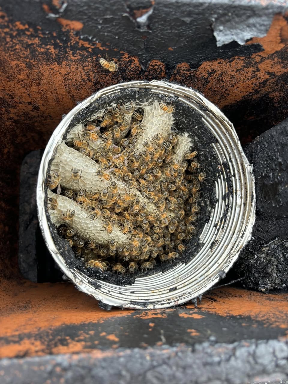 Live Bee Removal Transformation — before