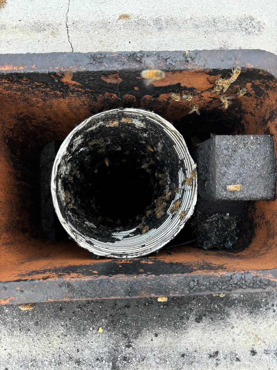 Live Bee Removal Transformation — after